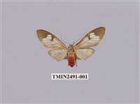 藏品(閃光玻燈蛾)的圖片